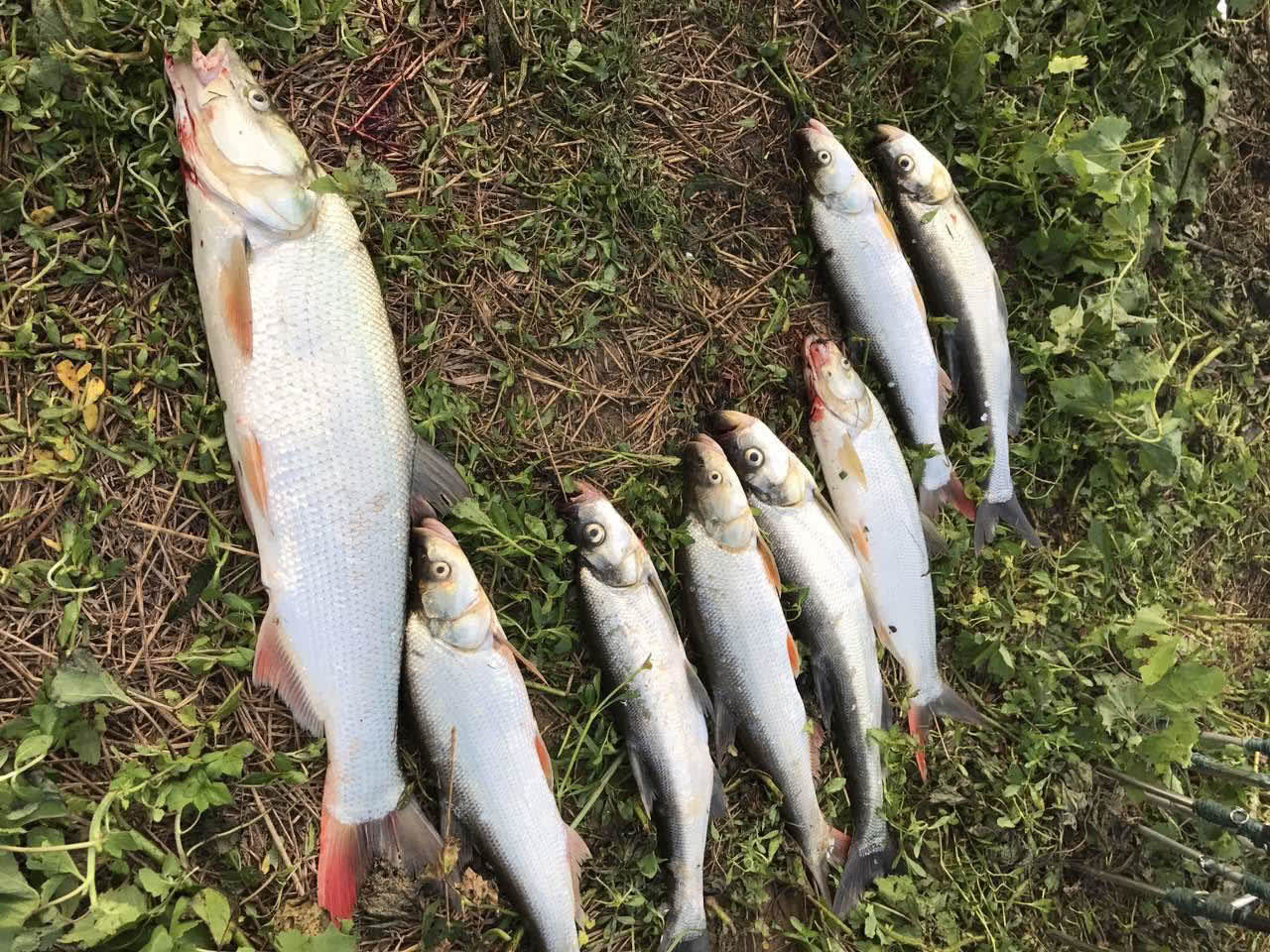 这种鱼力道强劲,肉质鲜美,荣昌人称其为"红猪儿"