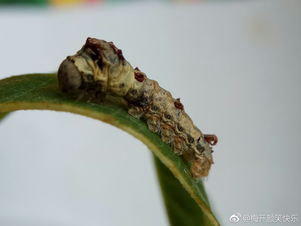 桑野蚕的饲养记录