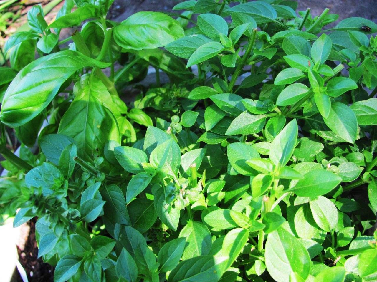 中餐厅里"国菜",被苏有朋认错三次,能解毒消肿,印度称为神草