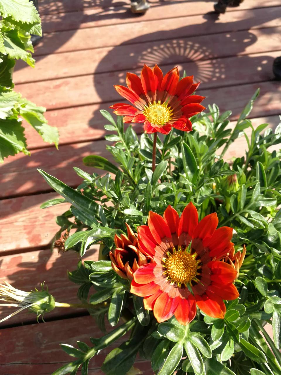 勋章菊,我更喜欢叫它勋章花