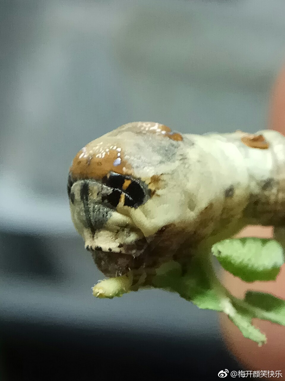 桑野蚕的饲养记录