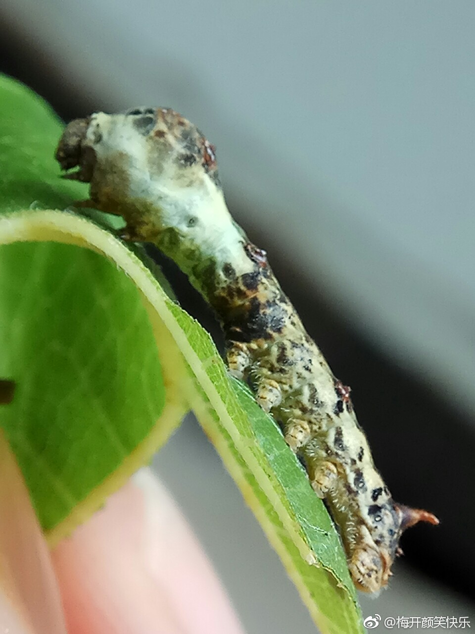 桑野蚕的饲养记录