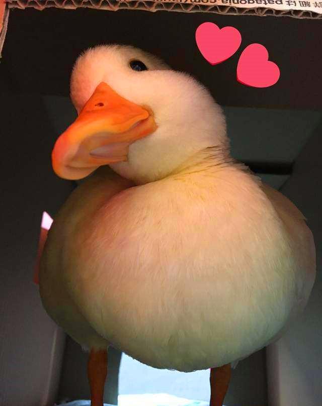 现在的人养猫养狗养龙猫就算了,居然又有人养鸭子当宠物,而且还来炫耀