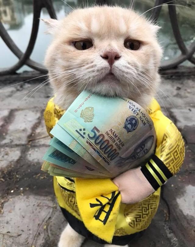 当家里有一只爱钱如命的猫,你会怎么办?要不要抢走它手里的钱