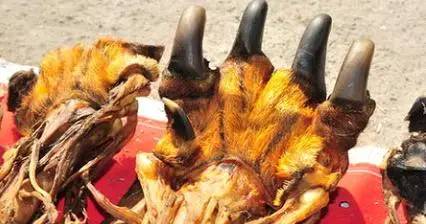 街边地摊售卖"虎掌"?来看看到底怎么回事