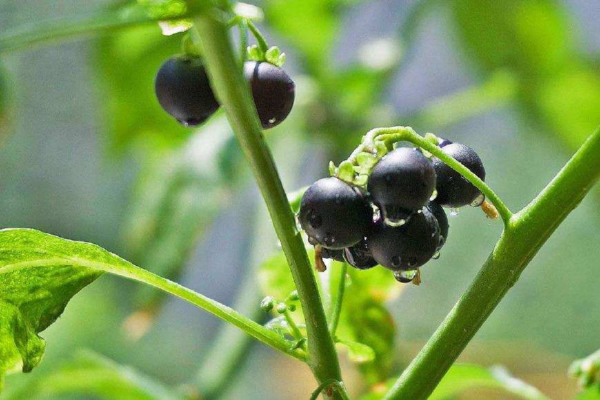 农村一种黑溜溜的野果,过去农村娃当零食,如今20元一斤成稀罕货