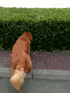 金毛钻进绿化带,从里面叼出一件东西,主人看清后简直笑到扶墙走