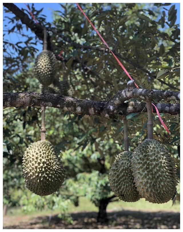 超实用!教你辨别泰国5大榴莲品种,你最喜欢吃