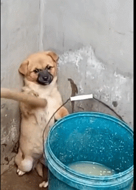 农村小土狗做错事,被主人拿棍指脸,它用脚将棍拔开!