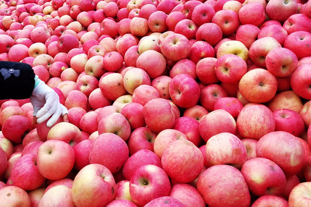 很不错的烟台苹果 2块5一斤 果农收入降低 种植苹果积极性也下降