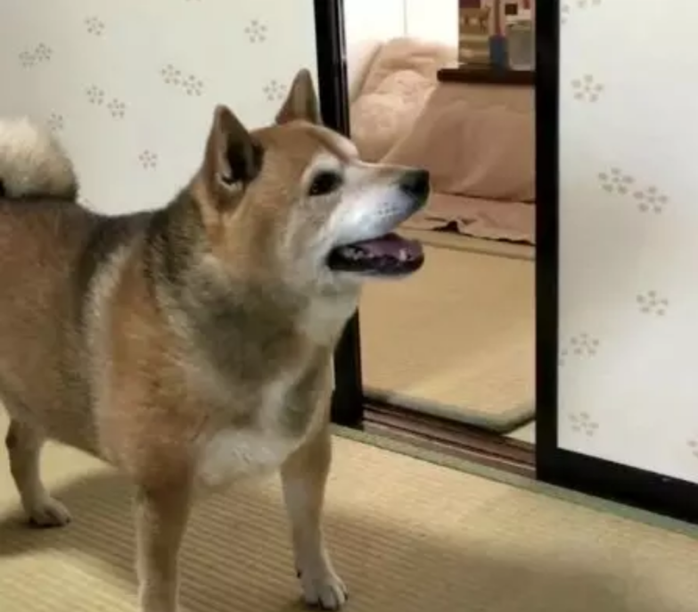 为了给柴犬减肥宠主不得不缩减伙食结果柴犬气的直接摔碗