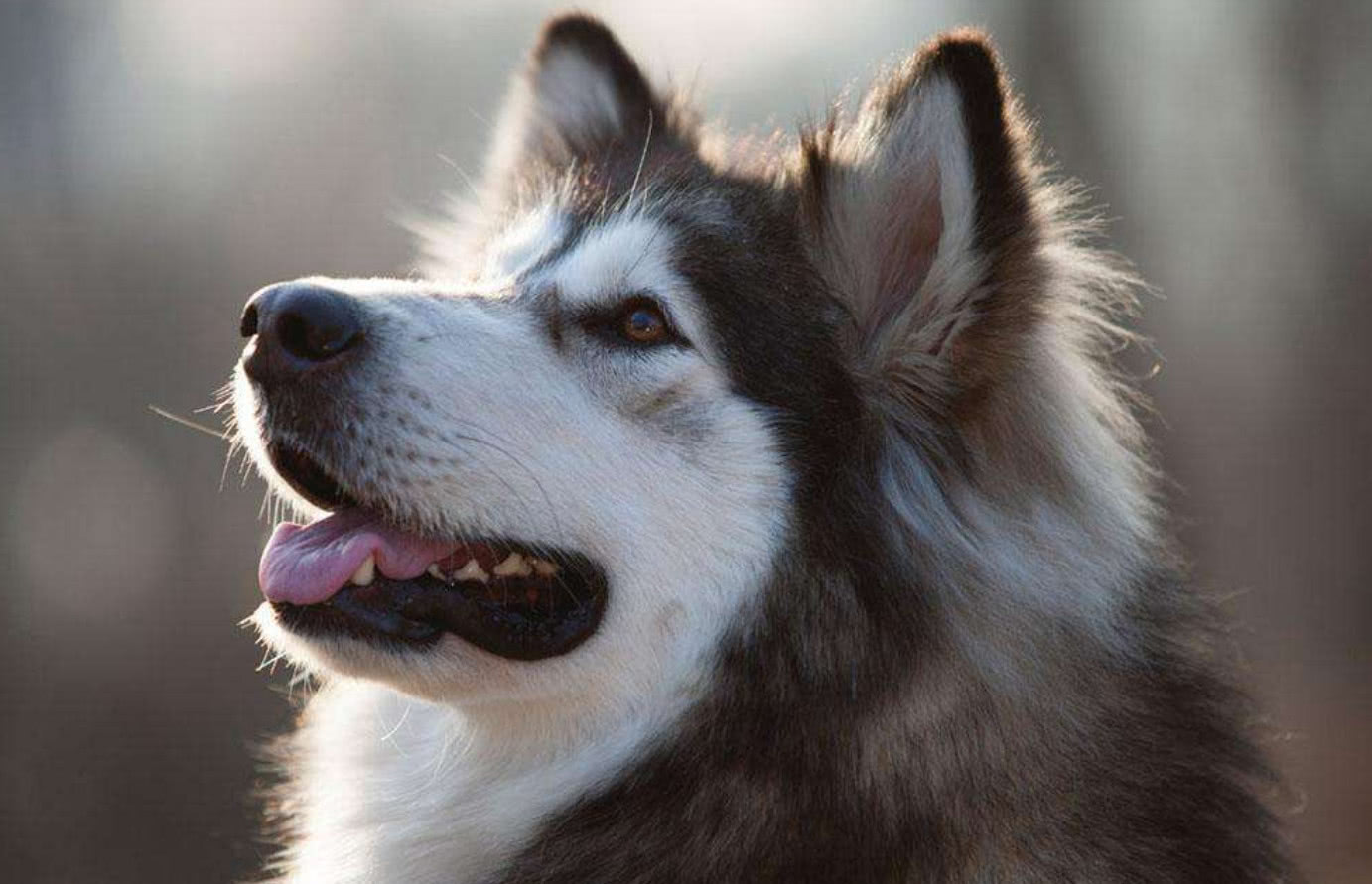 阿拉斯加犬怕什么?主人:天不怕地不怕,就怕小区里的流浪猫