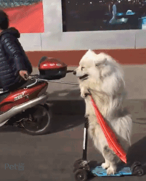 这样的遛狗方式确实很新颖,不过在大马路上这样遛还是很危险的,毕竟车