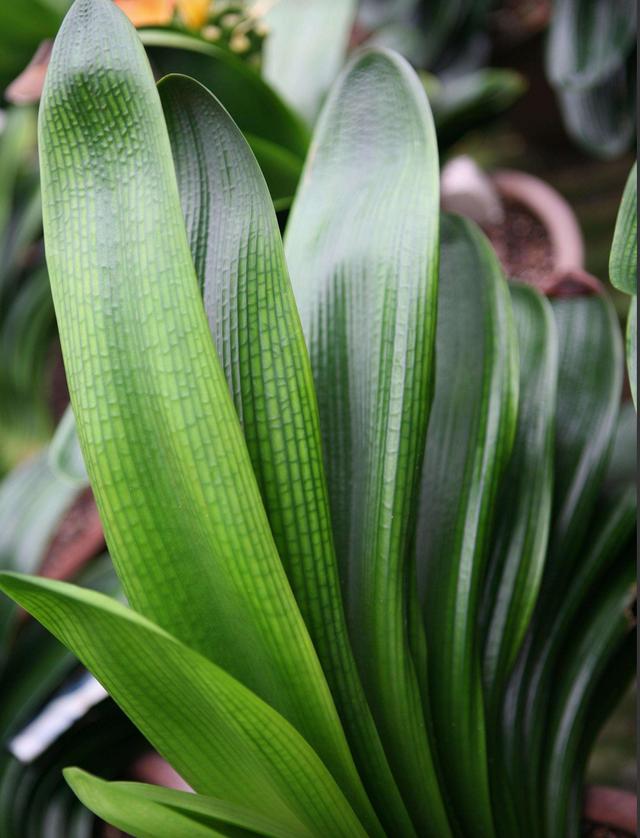 君子兰生长缓慢,夹箭,叶子褶皱,叶片歪斜长短不齐?答案在这里