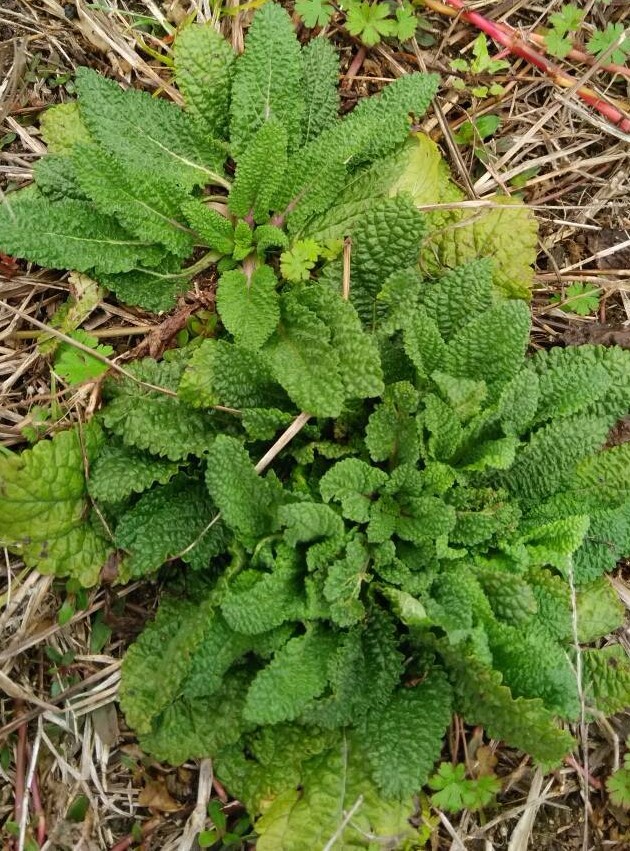 农村常见的野草有止咳化痰的神奇功效