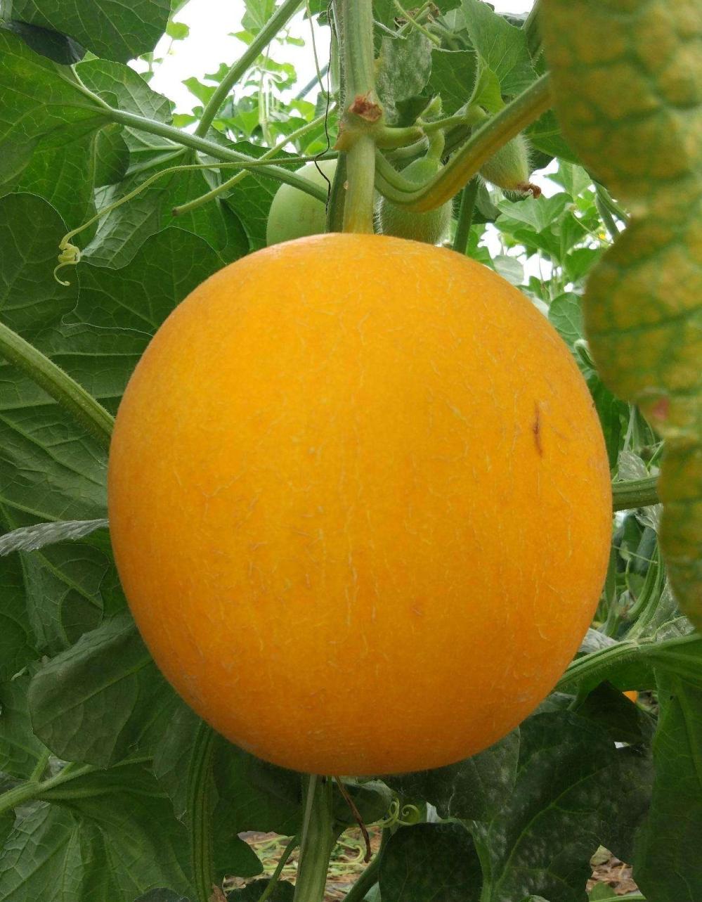 黄西瓜有3大类都是西瓜的上品|西瓜|上品|黄皮_新浪新闻