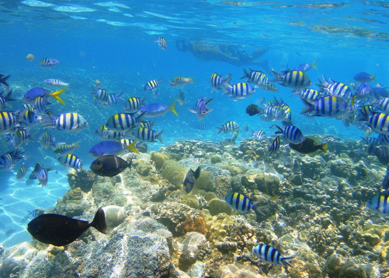 世界上最美丽的海底世界潜水度假的海上圣地