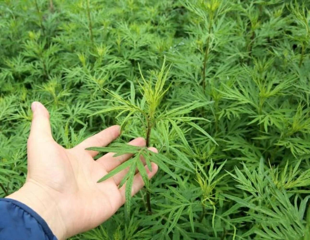 女人妇科病的克星, 月经前后吃一点, 排掉子宫毒素, 妇科病不来扰