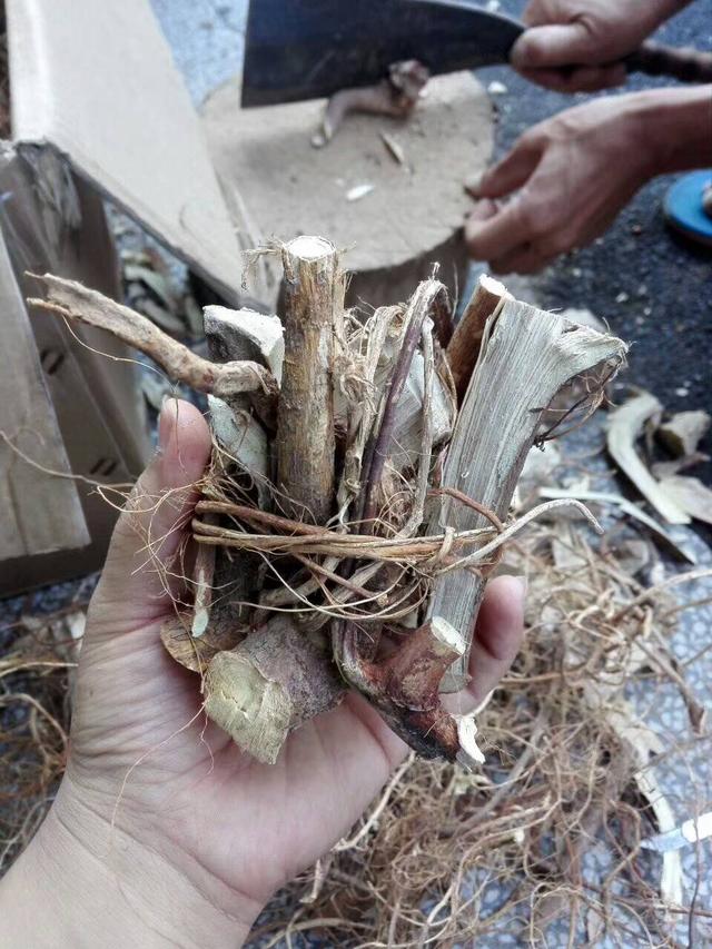 农村老人整天捣鼓树根,上山挖不及卖,农民说比种田实在多了
