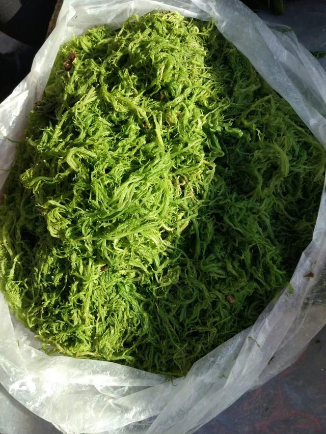 农村大集卖的海带新鲜品种全看拌的咋样你爱吃海带吗
