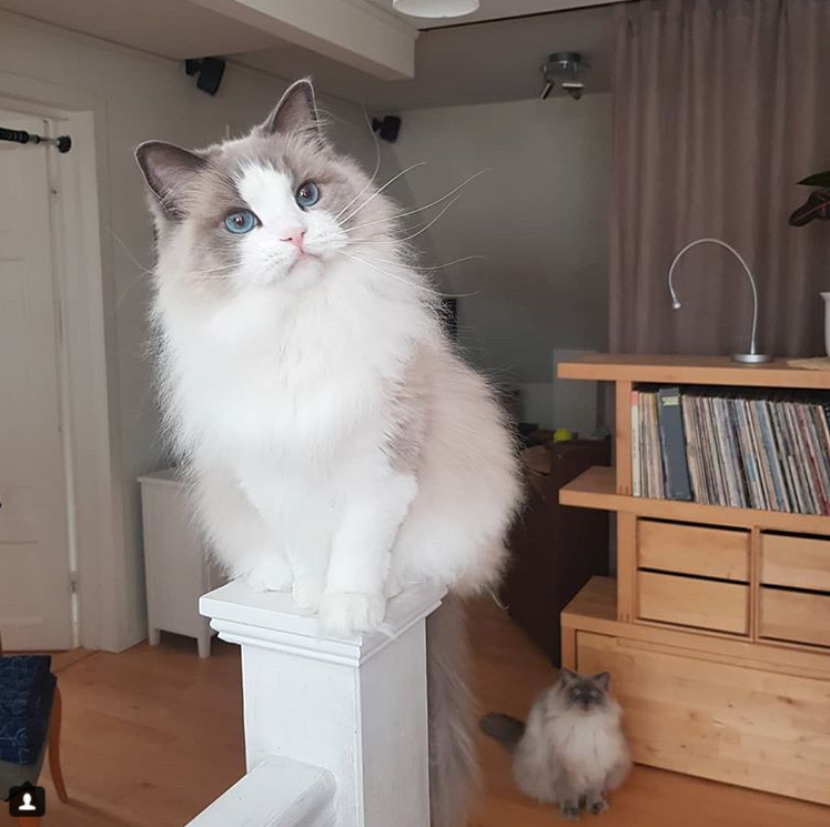 这只布偶猫价值20万,网友看后感叹:这么贵不无道理!