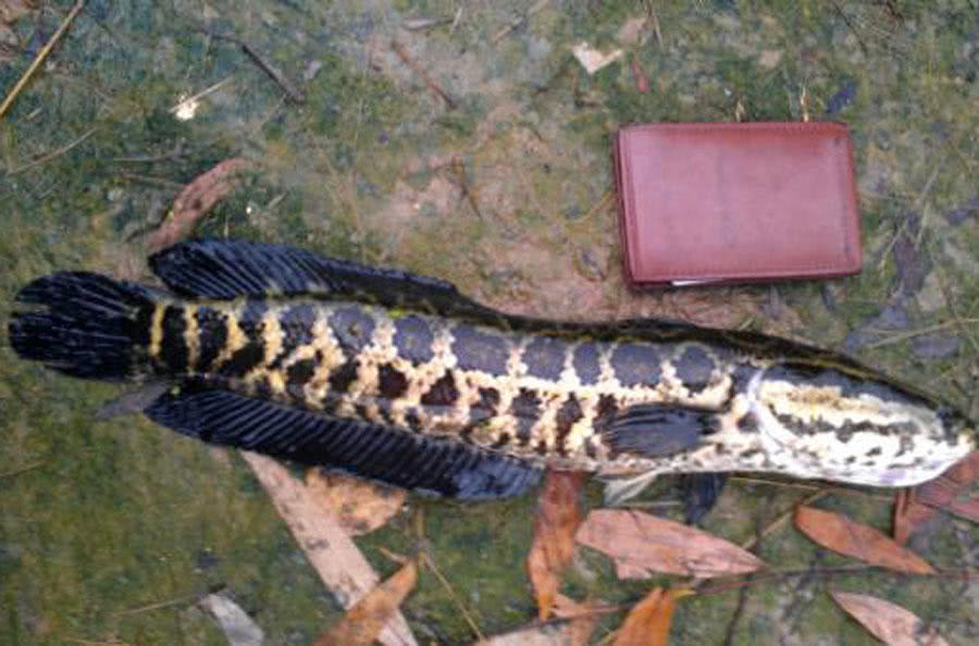 此鱼因为长得像柴而被广东人称之为"柴鱼"常用来煲汤和煲粥