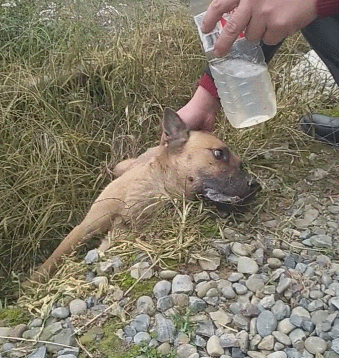 老土狗吃了老鼠药,奄奄一息之时泪流满面!