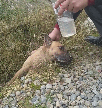 老土狗吃了老鼠药,奄奄一息之时泪流满面!
