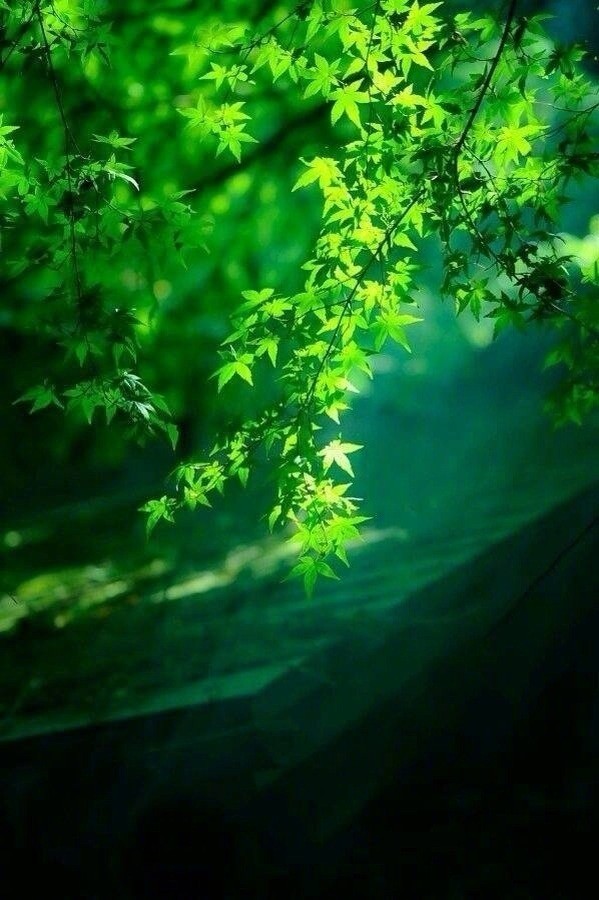 静卧竹榻听雨眠,一梦初醒春已残|竹榻|竹帘|绿竹_新浪新闻