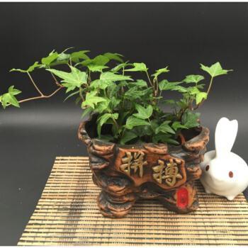 这么养护,就能把柔软的常春藤养成老桩盆景,赶紧试一试!