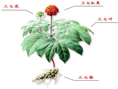 每天学一味中药：《本草新编》称三七根“止血之神药”，独用亦效