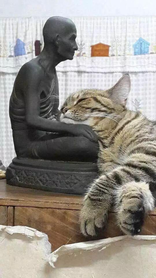 猫咪有悟性,睡觉忒会挑地方,网友:这是只佛系猫