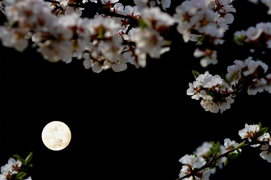 春花秋月美景图片图片