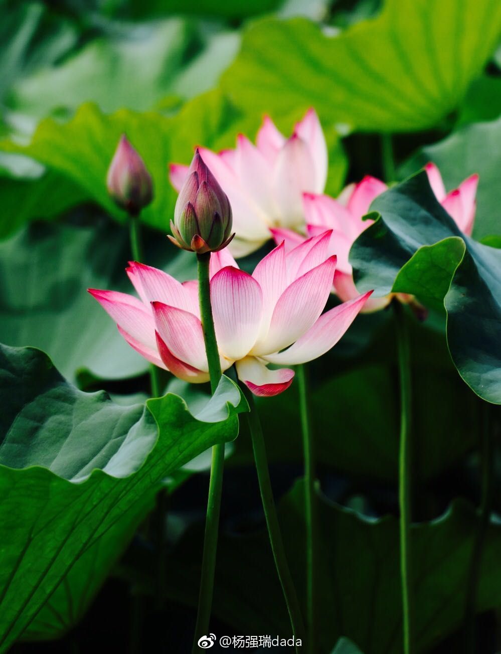 荷花池边有蝴蝶梦中来摄