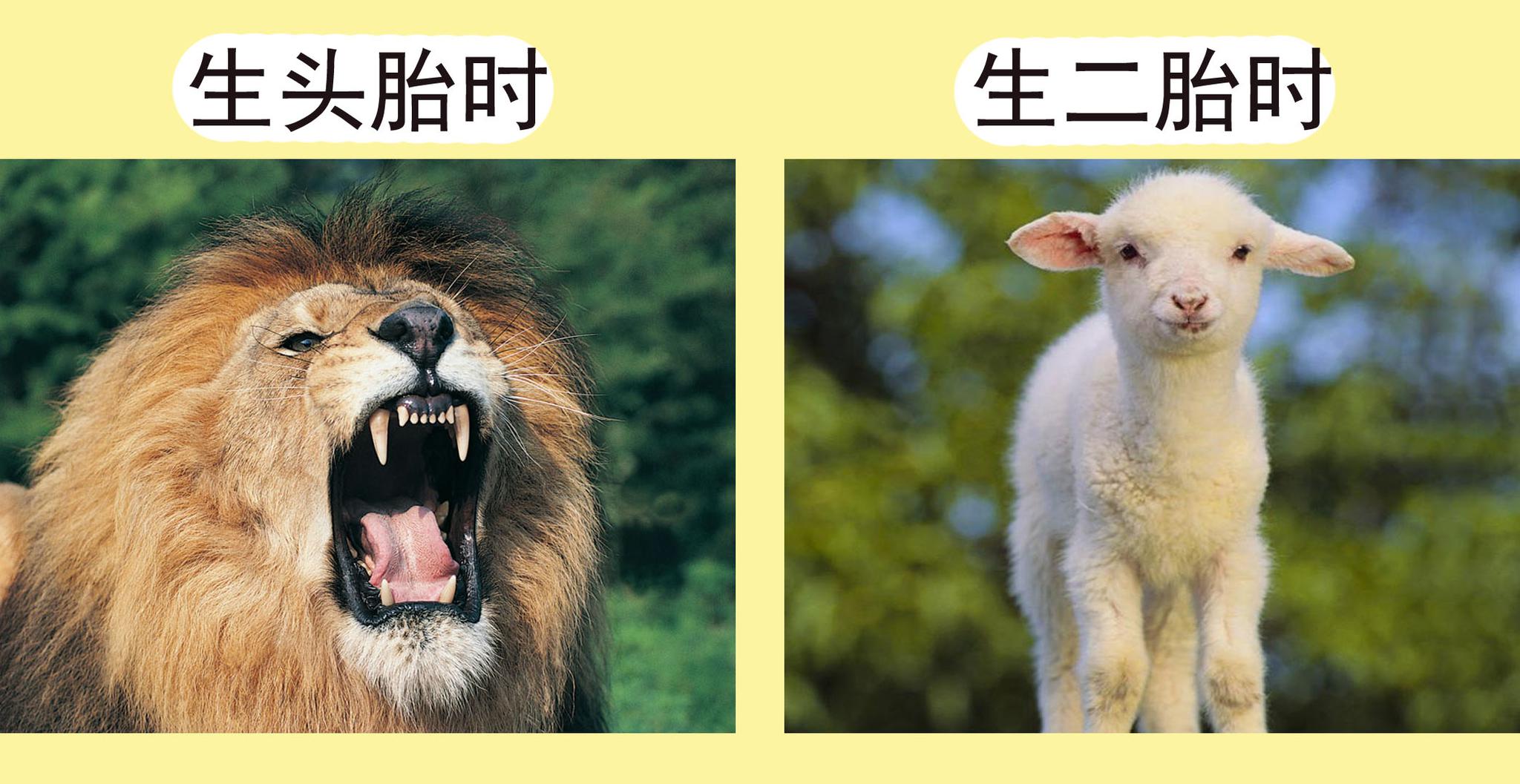 二胎政策生了双胞胎