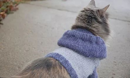 穿靴子的猫很可爱穿袜子的小奶猫更是萌到爆