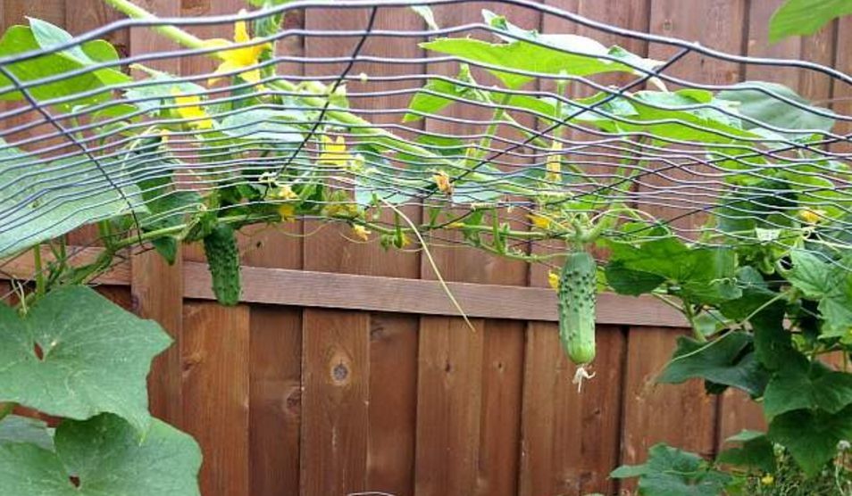 用生活中废弃的材料制作的黄瓜爬藤架子,也能养其他藤本植物