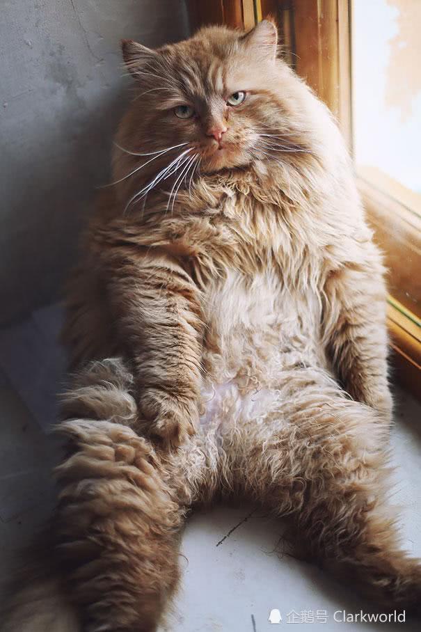可谓史无前例的巨胖橘猫太肥了