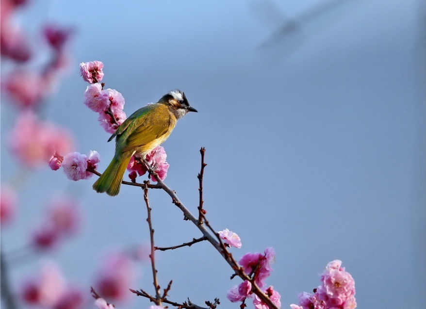 喜上枝头百鸟啼春