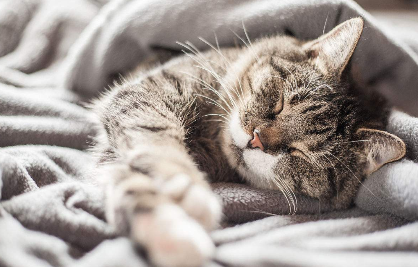 详解喵星人在睡觉时的四个肢体语言:梦到美食那个敢再形象点吗?