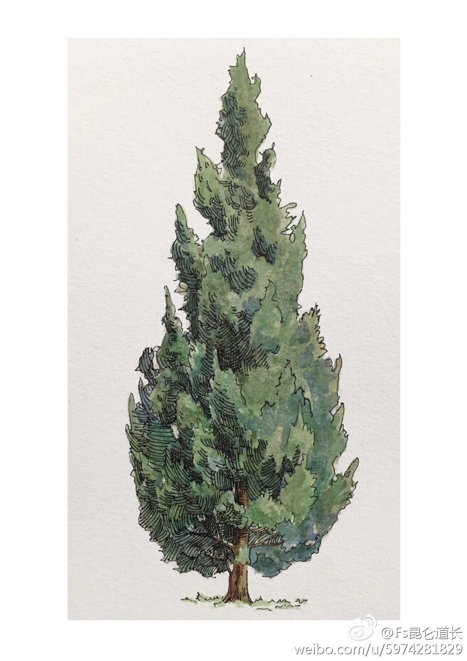 水彩表现 立面树 作者