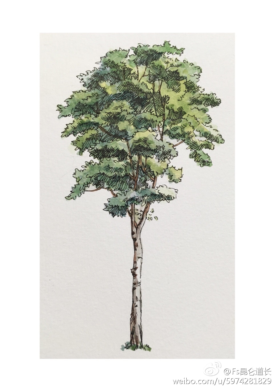 水彩表现 立面树 作者