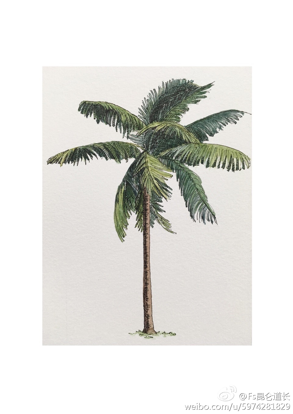 水彩表现 立面树 作者