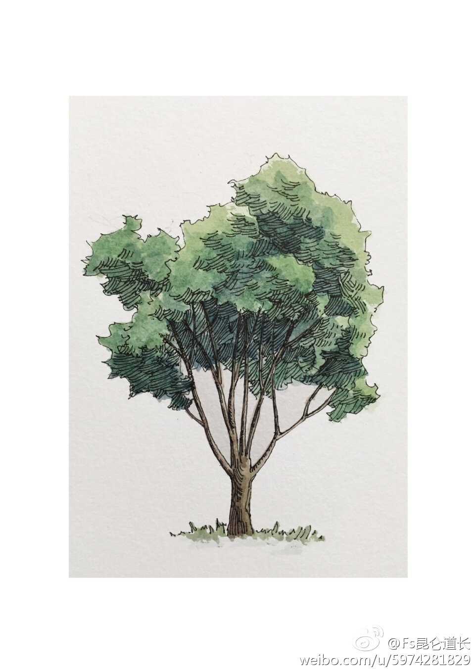 水彩表现 立面树 作者