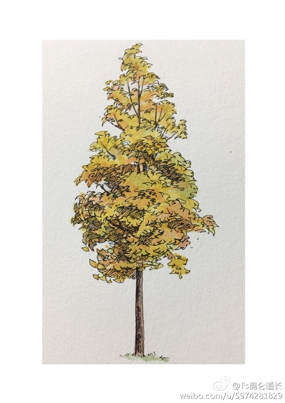 水彩表现 立面树 作者