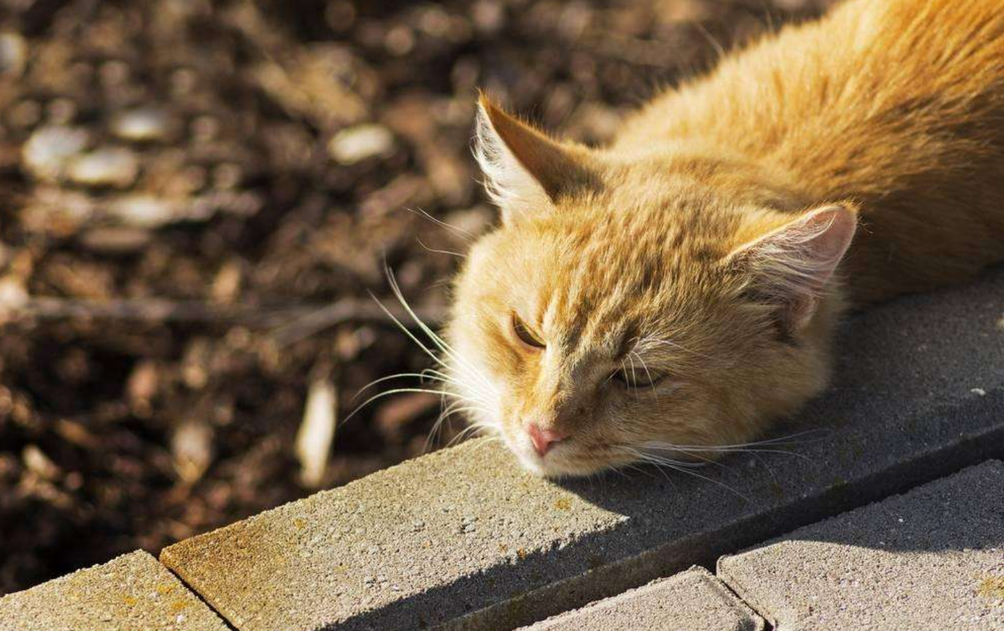 猫为什么喜欢晒太阳喵星人人都可以有日光浴朕不可以吗