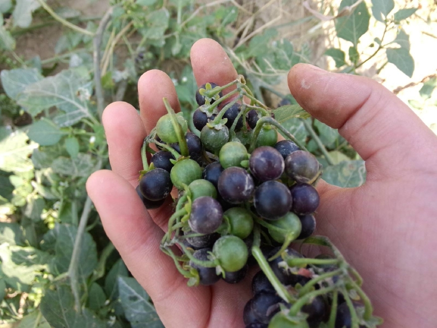 农村一种"黑色"野果,过去农民痛恨它,殊不知它还能解蛇毒