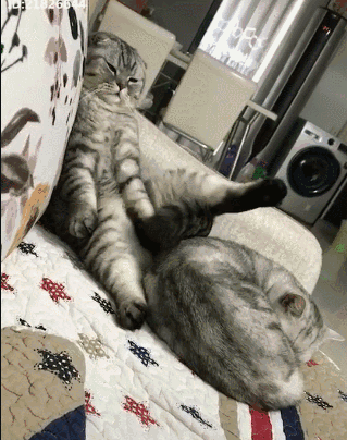 319_404竖版 竖屏gif 动态图 动图