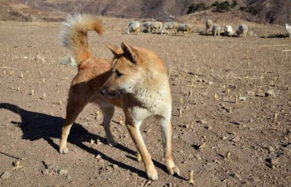 金庸最喜欢的神兽,不是雕兄,不是阿黄,是这只帮主角大忙的动物