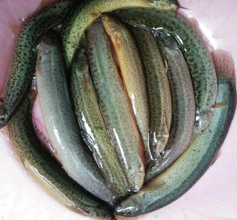 它是"水中之参",男人最爱的下酒菜,老香了,有它老公都喝嗨了